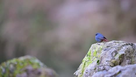 plumbeous water redstart on rock in water stream in forest