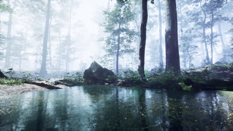 mist on pond in forest with fog