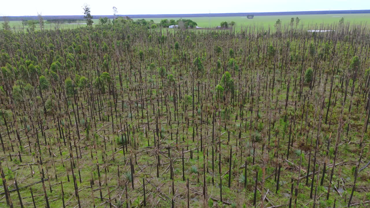 Aerial view of forested area with trees recovering from forest fire. Environmental restoration. Argentina.