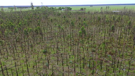 aerial view of forested area with trees recovering from forest fire. environmental restoration. argentina.