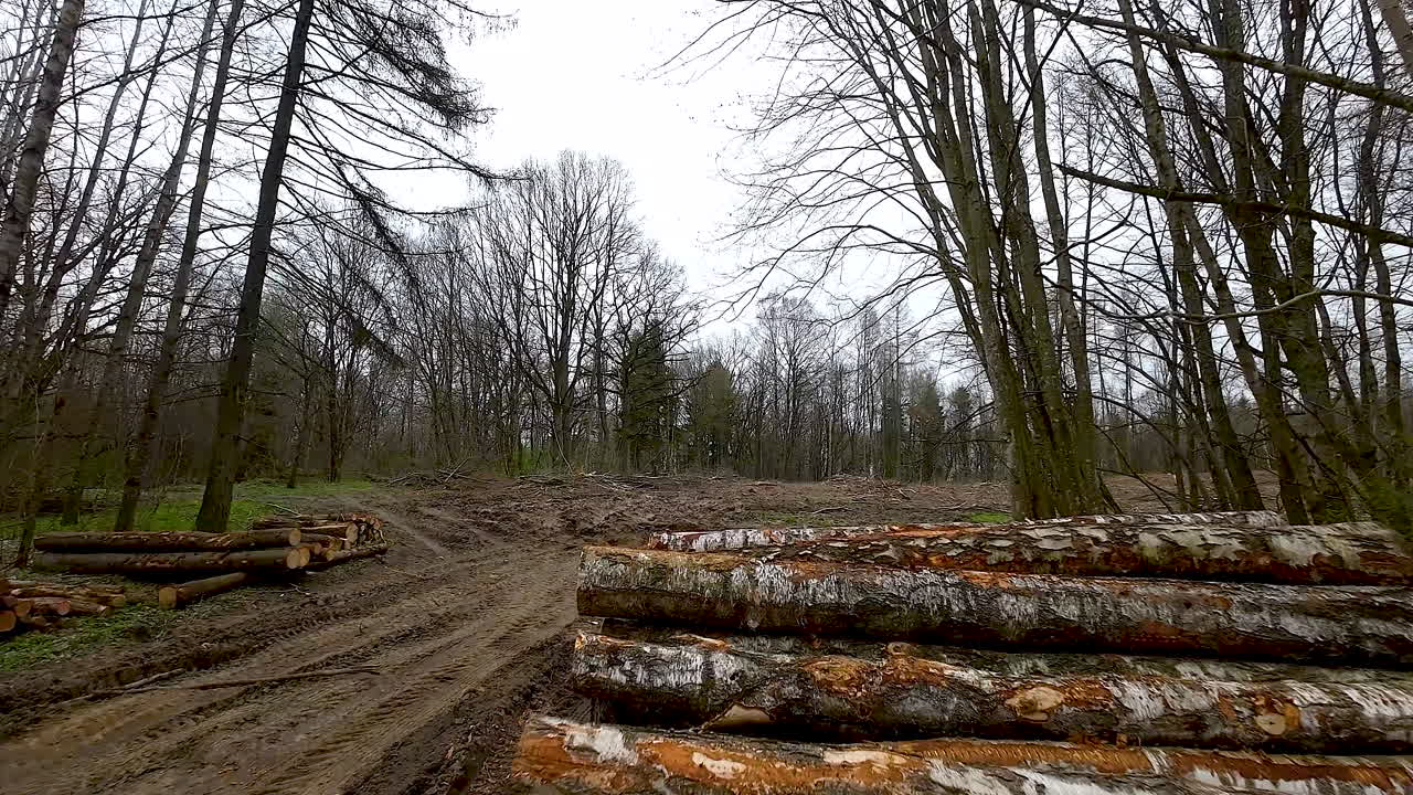 Stack of long Birch logs on a clearing against the backdrop of a forest along dirt road
