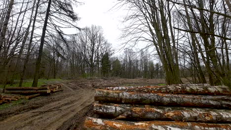 stack of long birch logs on a clearing against the backdrop of a forest along dirt road