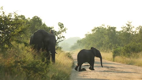 wide shot of a african elephant cow and her calf standing next to the road in beautiful morning light, greater kruger