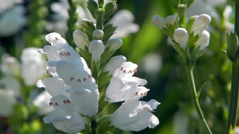 white clethraceae flowers moving on the wind