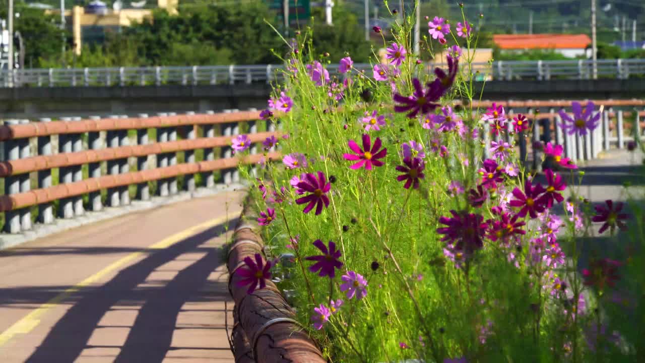 Bright pink and purple cosmos flowers growing along curved urban pathway with metal railing in Japan, illuminated by warm sunlight, creating colorful contrast between nature and city design