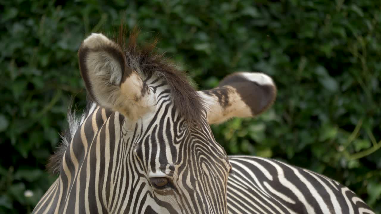 얼룩말의 귀 클로즈업