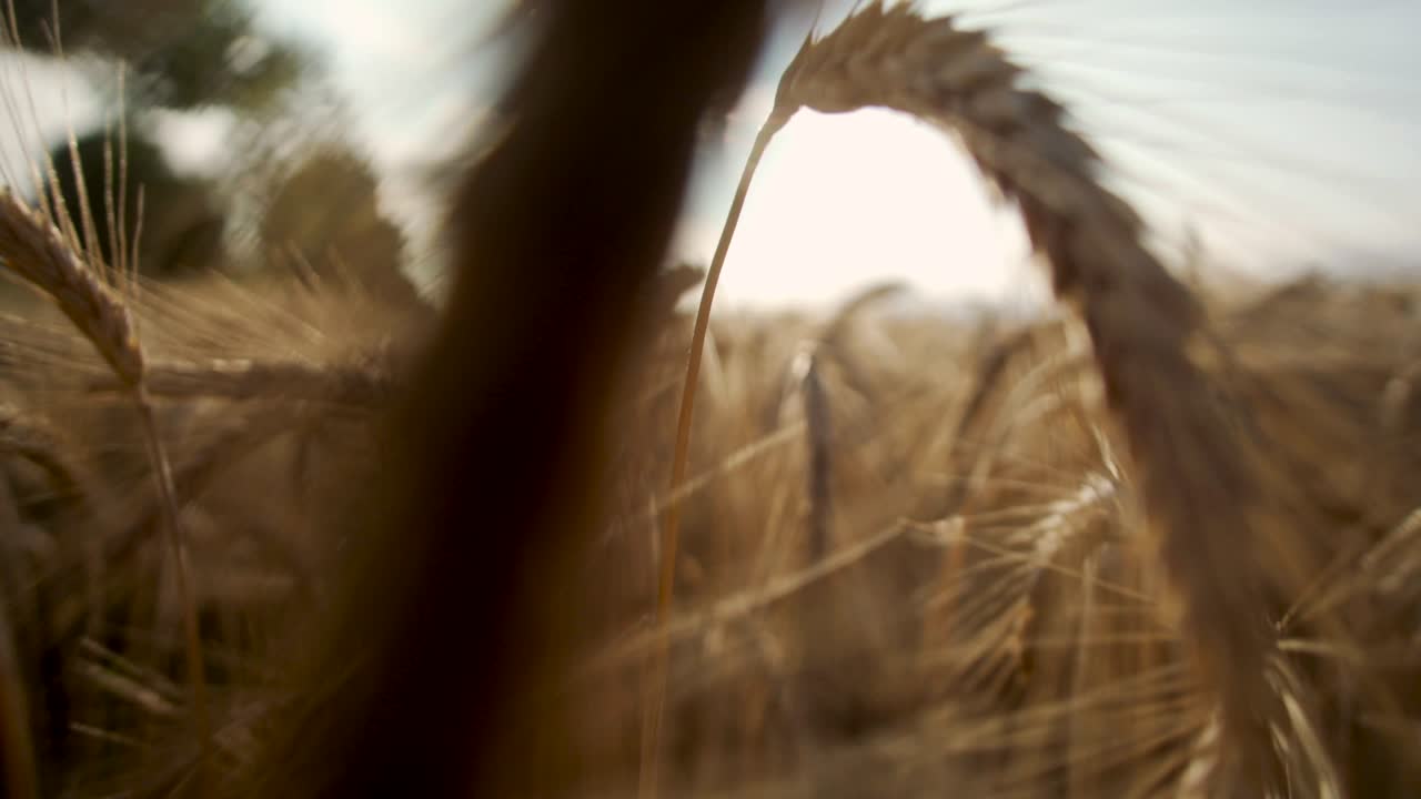 Wheat field in wind at sunset