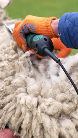 cutting the wool of sheep