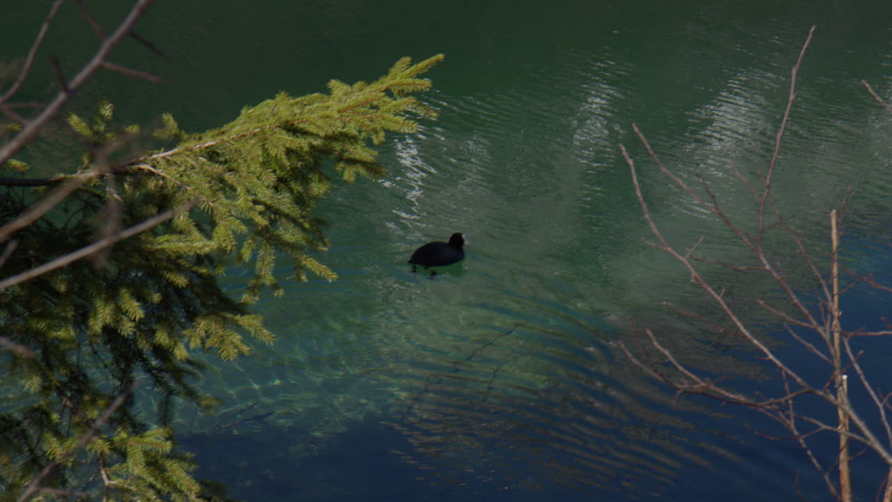 Single Eurasian Coot Bird Species Swimming On Tranquil Lake. High Angle Shot