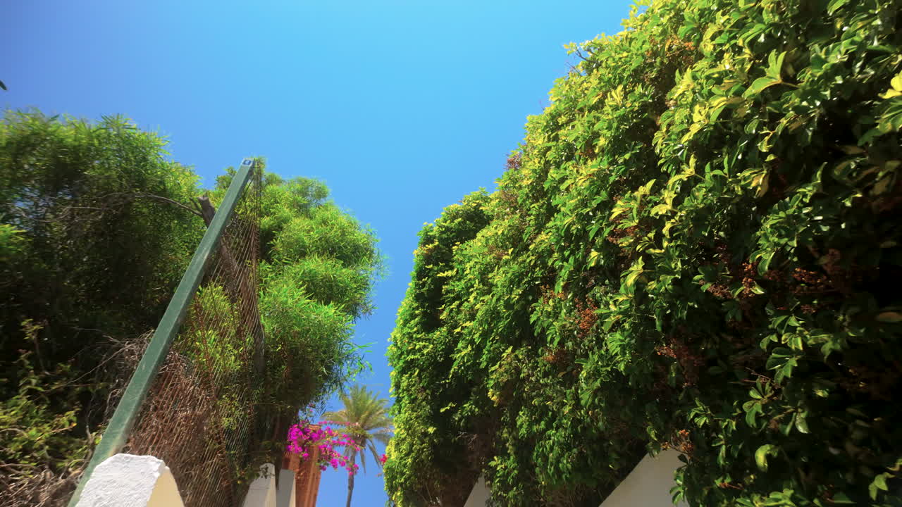A vibrant view looking up through lush green trees against a bright blue sky in Marbella. The clear skies emphasize the beauty of the natural surroundings