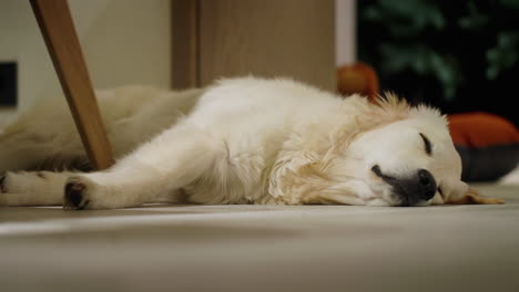 sleepy golden retriever puppy