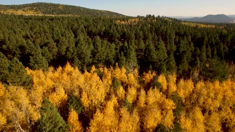 Vuelo-Lento-Aéreo-Sobre-El-Follaje-Dorado-De-Otoño-De-Un-Bosque-De-álamos-Aislado-En-Medio-De-Un-Bosque-De-Pinos,-Asta-De-Bandera,-Arizona