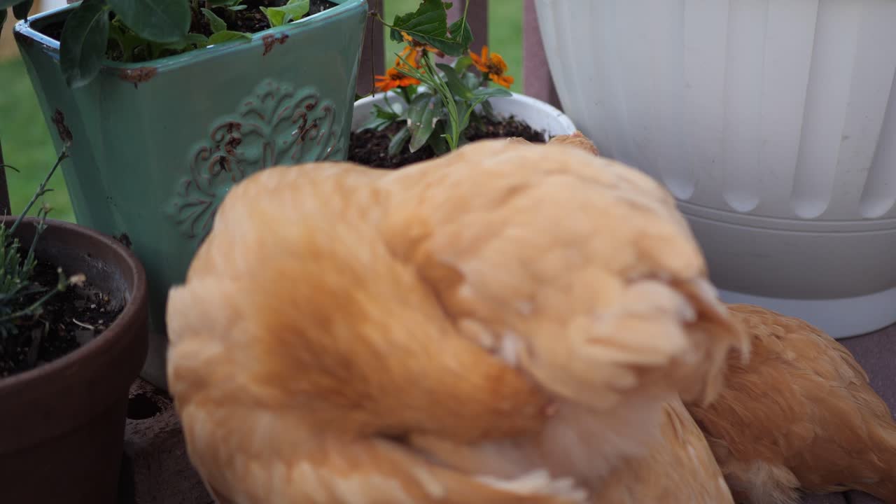 여기 뒷마당 정원을 돌아다니며 먹고 있는 아름다운 붉은 암탉이 있습니다.