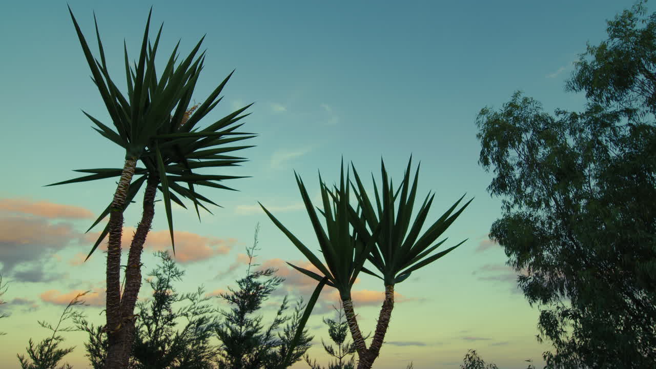 Silhouettes of Relaxing Plants at Sunset in Calabria