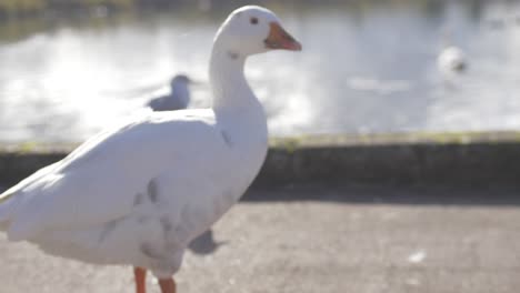 a goose walking around