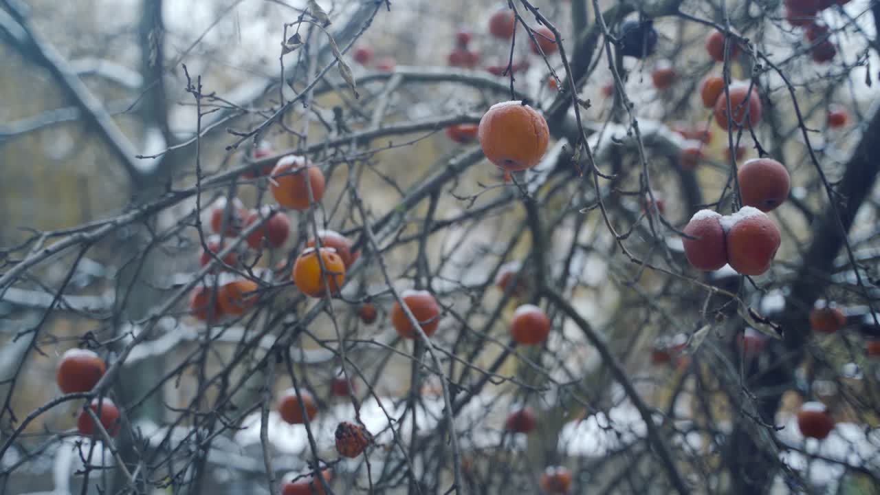 Røde frosne æbler hænger på et træ i rimfrost, og sneen falder mod en naturlig baggrund. Vinden ryster grenene med æbler om vinteren