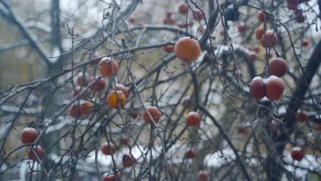 red frozen apples hanging on a tree in hoarfrost and the snow is falling against natural background. the wind shaking the branches with apples in winter.