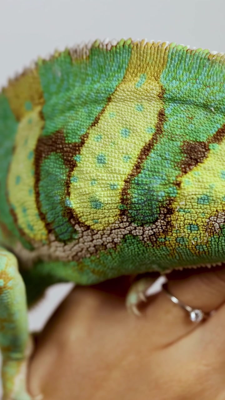 A veiled chameleon moves slowly across a person's hand in a well-lit environment