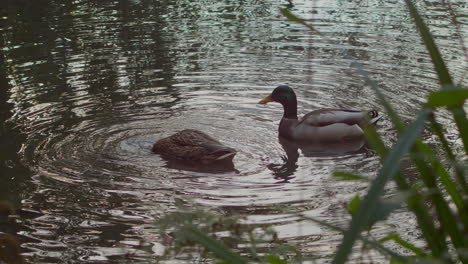 Dos-Patos-En-Un-Lago-Buceando-Bajo-El-Agua-Alimentándose-Con-Juncos-Verdes-De-Hierba-En-Primer-Plano