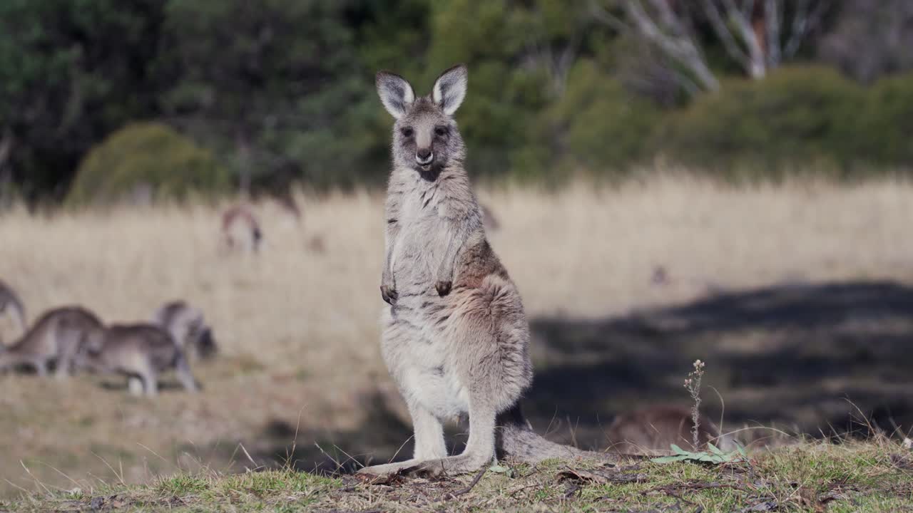 wallaby de pie en el campo bajo el clima soleado