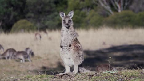 wallaby standing on the field under the sunny weather