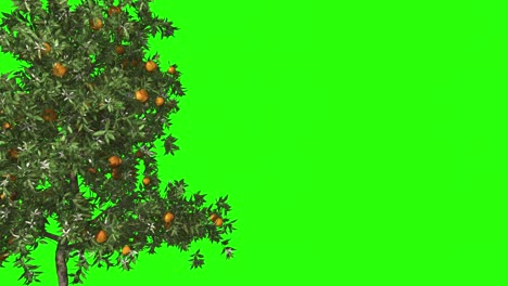 3d render árbol de naranja en el viento. pantalla verde para la tecla