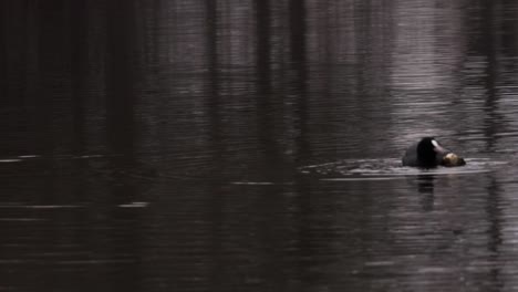 Shot-of-a-dark-playful-duck-eating-fish-and-swimming-in-a-small-lake