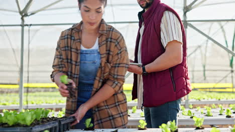 farmers growing vegetables in greenhouse using hydroponics