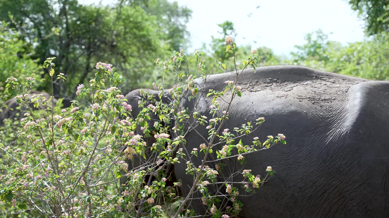 escondido en medio de una densa vegetación, el gran cuerpo de un elefante se mezcla armoniosamente con su hábitat natural, mostrando su majestuosa presencia y la belleza de los ecosistemas salvajes.