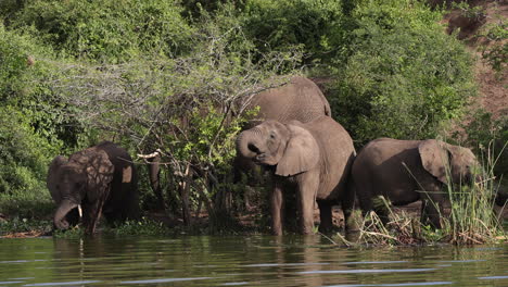 family of elephants drinking water from the edge of a river in uganda, africa
