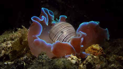 Hydatina-Physis-Rosa-Concha-Caracol-De-Mar-Nudibranquio-25-Fps-4k-Lembeh-Indonesia