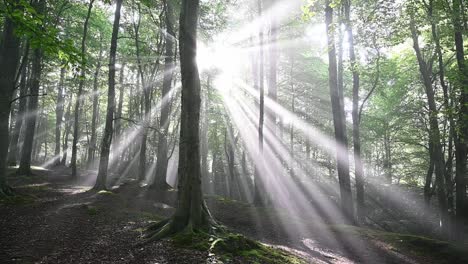 Dolly-forward-shot-of-glimmering-sun-in-Magical-Forest-With-high-trees-in-autumn