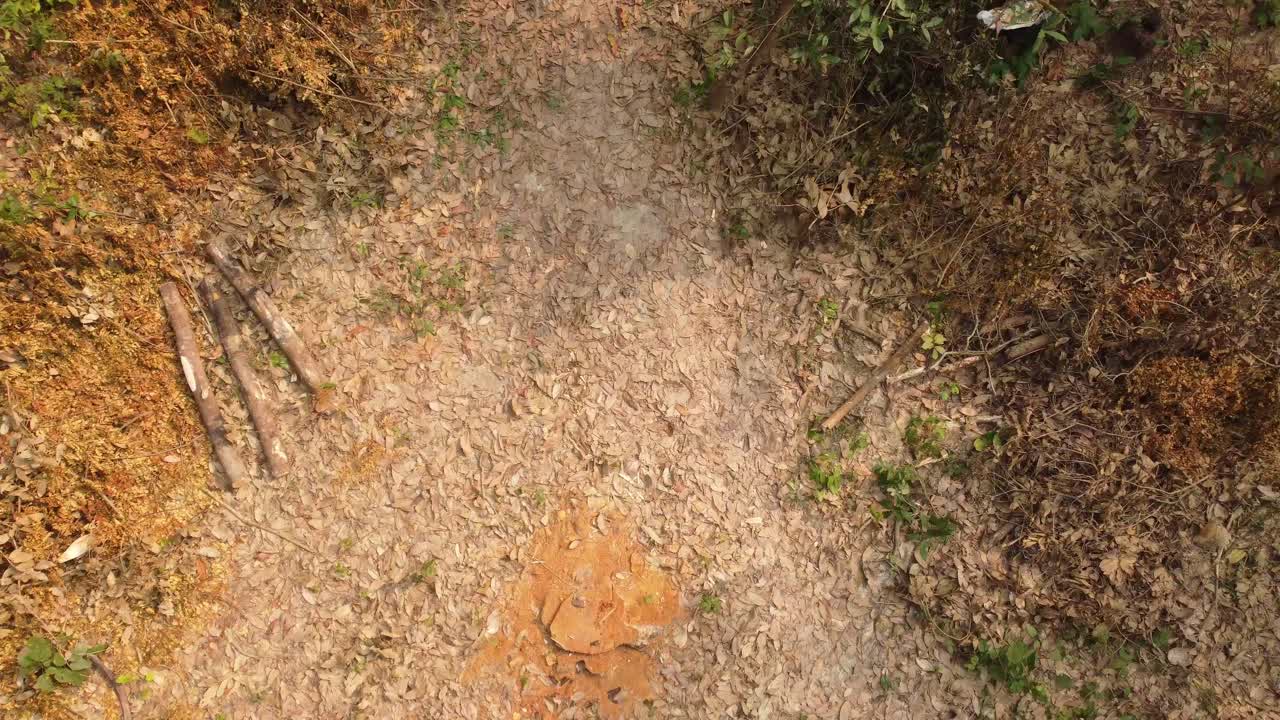 정글에서 나무를 자르면 장소가 비어 있습니다.