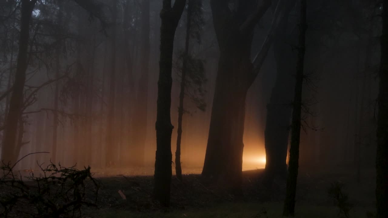 Foggy road in the dark, misty forest at late autumn with a car coming out of the forest, Tenerife