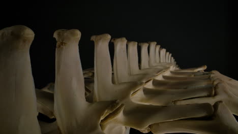 esqueleto de cocodrilo de cerca de la columna vertebral y los huesos de la espalda