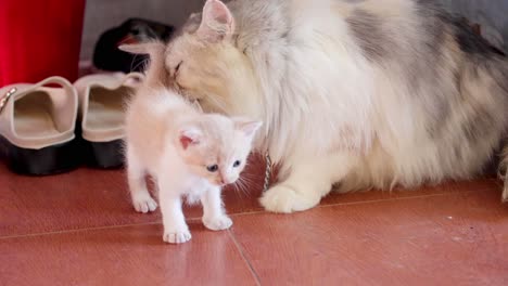 kitten playing and interacting with its mother.