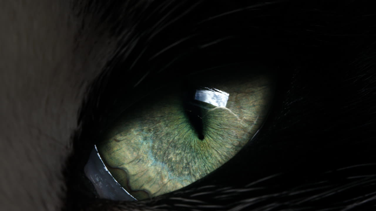 primer plano del ojo de un gato