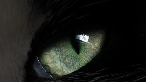 close-up of a cat's eye