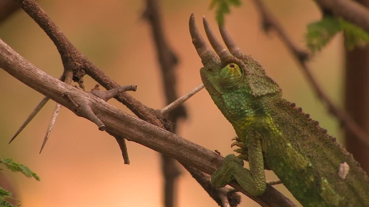 세 개의 뿔이 달린 카멜레온이 개미로 덮인 얇은 나뭇가지를 천천히 조심스럽게 올라갑니다.