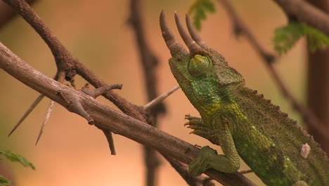 un camaleón de tres cuernos asciende lenta y cuidadosamente por una rama delgada cubierta de hormigas
