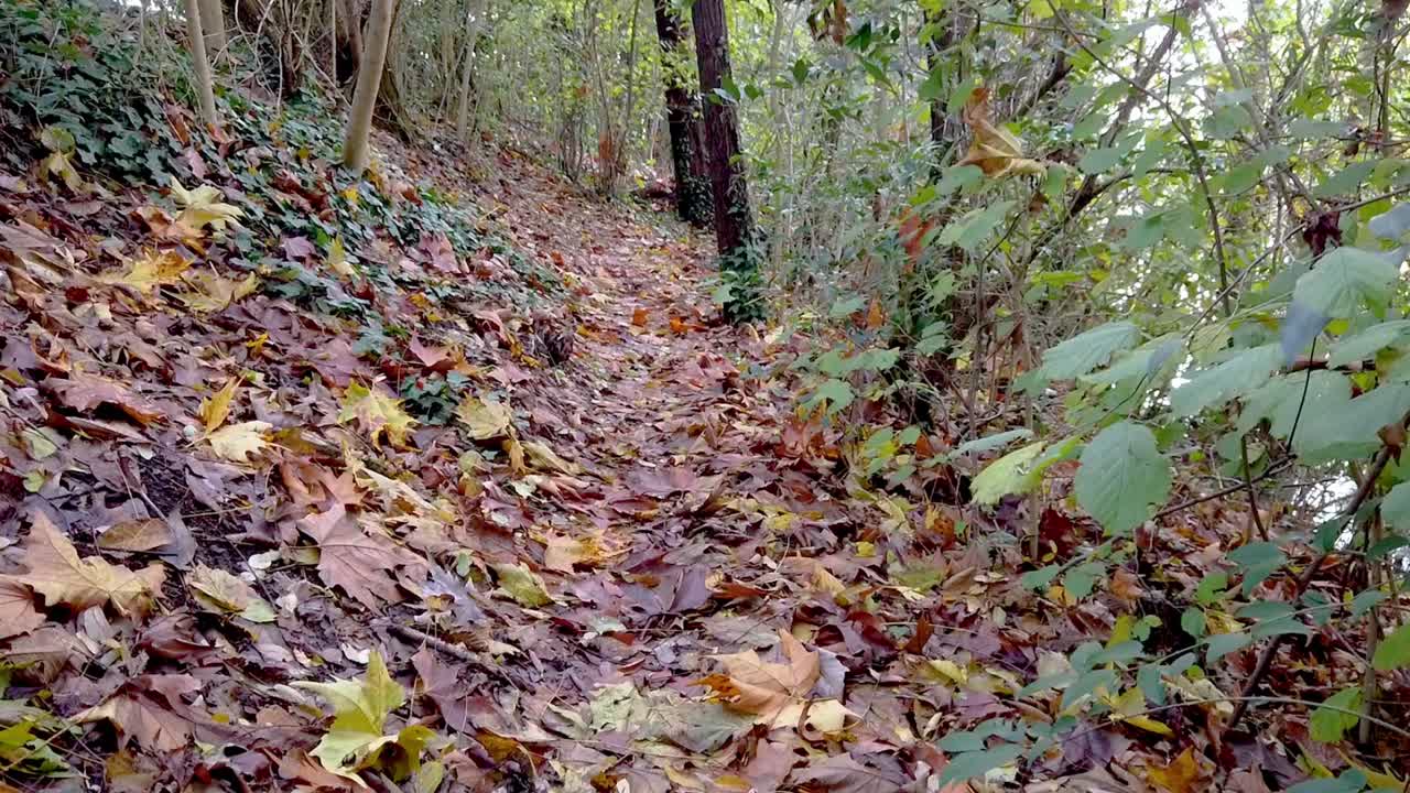 un sendero cubierto completamente de hermosas hojas de otoño de color verde y rojo en densas selvas verdes