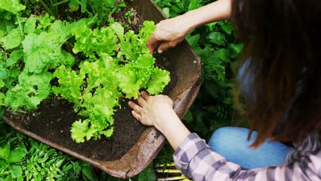 mature woman planting in the garden 4k