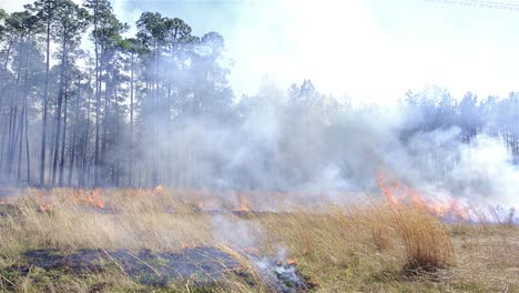 Close-up-of-a-prescribed-grass-burn-on-a-powerline-corridor-near-Baxley-Georgia