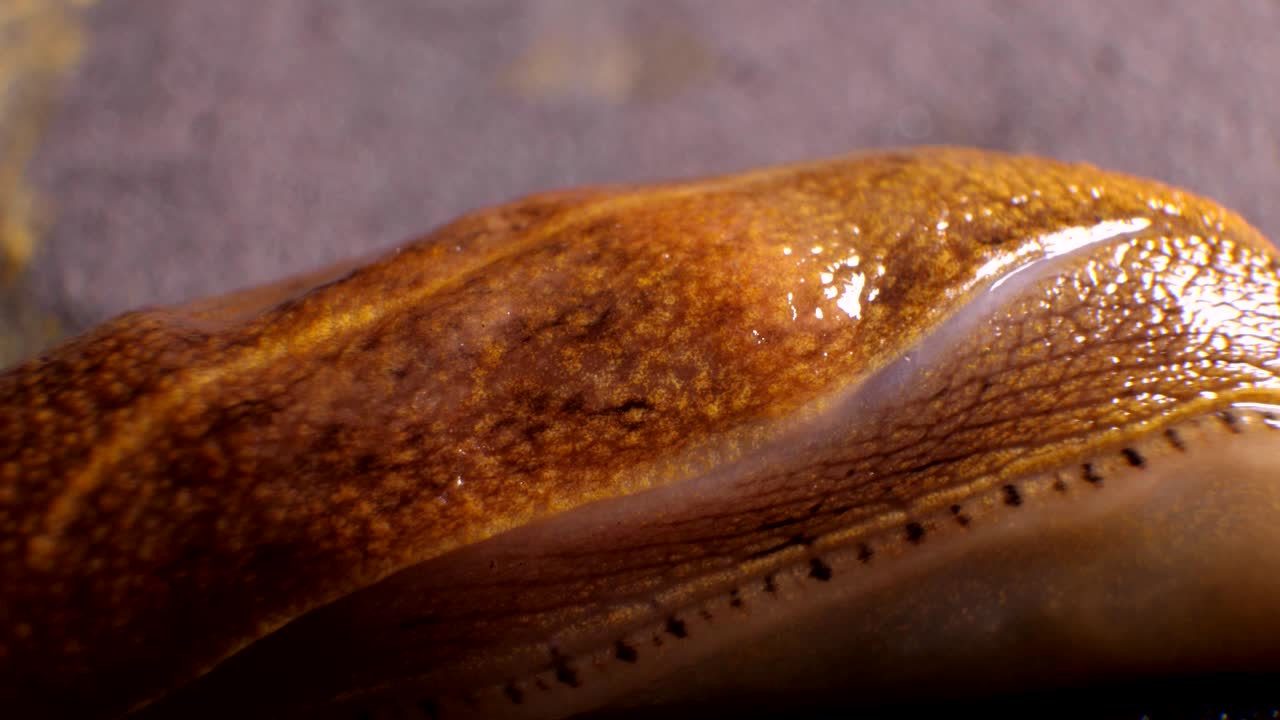 매크로 을 는 달이