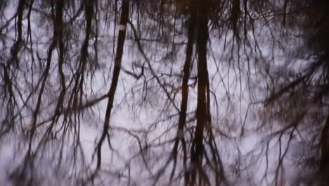 reflection of trees in a lake