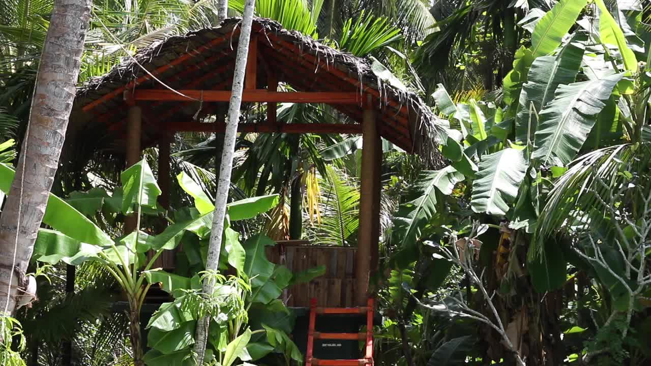 foto fija de una casa en un árbol en la jungla