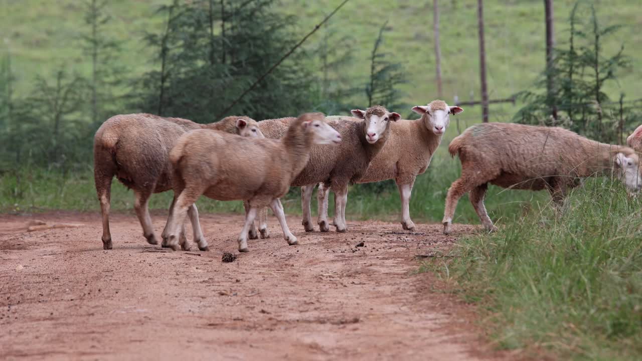 Gregge di pecore che cammina lungo una strada sterrata in una lussureggiante fattoria rurale verde in un bosco durante l'estate.