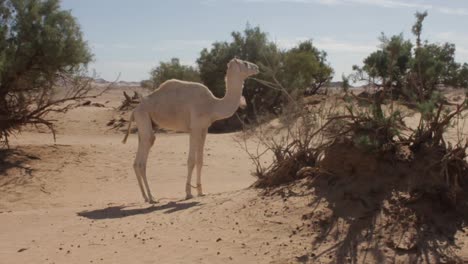 camello en el desierto de argelia