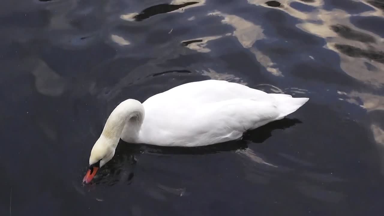 el cisne nadando comiendo 10 segundos 50 fps hd 00340
