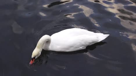 swan swimming eating 10 secs 50 fps hd 00340